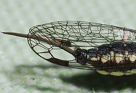 Venustoraphidia nigricollis ( ? )